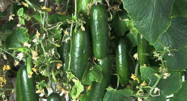 Jak pěstovat okurky venku. Lekce 2